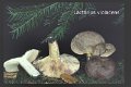 Lactarius violascens-amf1136